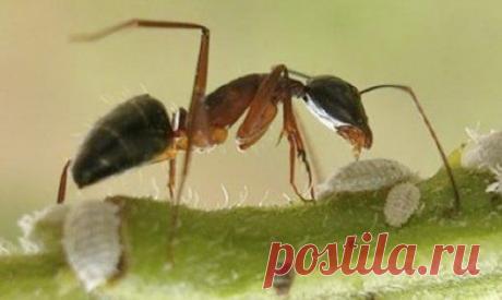 Топ-25 животных с самыми странными защитными механизмами | Разно Всяко