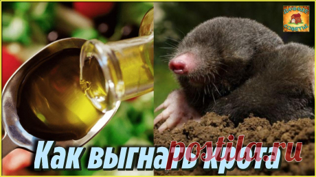 Теперь Кроты в прошлом Как я избавилась от Крота у себя на даче самым эффективным способом Дачные Хитрости