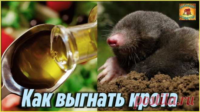 Теперь Кроты в прошлом Как я избавилась от Крота у себя на даче самым эффективным способом Дачные Хитрости