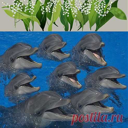 (99) Одноклассники