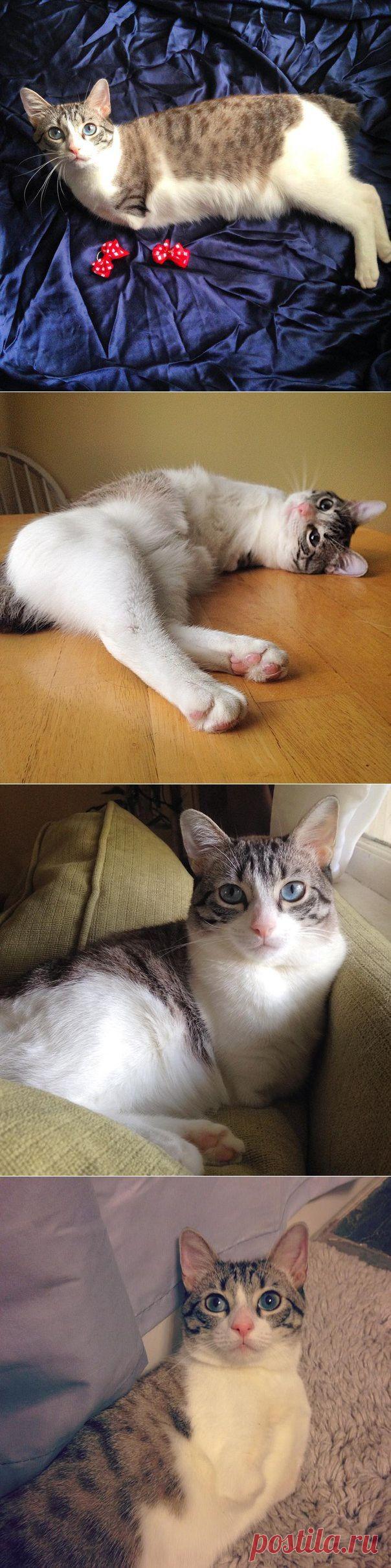 Перед вами новая звезда Инстаграма Крольчонок Сью Ру, можно просто Ру! | Все о наших питомцах