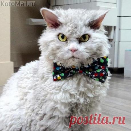 Внешность обманчива