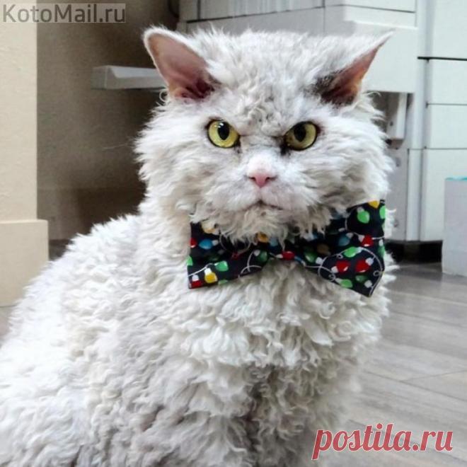 Внешность обманчива