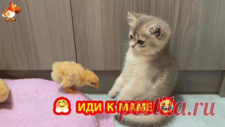 Котенок привел Цыпленка к маме Кошке и тут же пришли родители Курица с Петухом ❣️🤗😂 | Курочка | Дзен