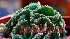 Aloinopsis malherbei