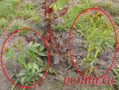 Дикая поросль от розы: как при посадке определить, будет ли она?