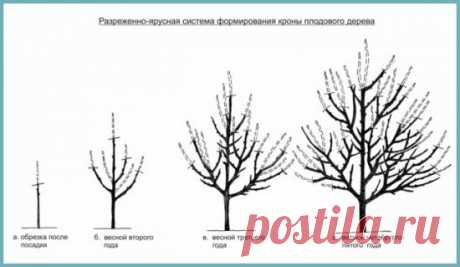 Правильная обрезка сливы – залог богатых урожаев