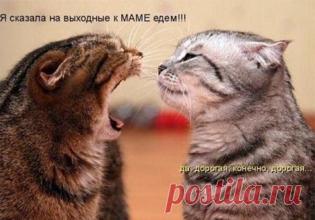 Идеальная хозяйка