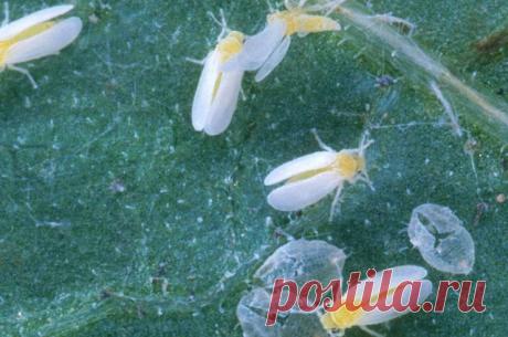 Враги урожая. Как бороться с самыми злостными огородными вредителями - Садоводка