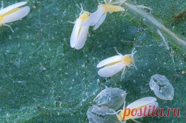 Враги урожая. Как бороться с самыми злостными огородными вредителями - Садоводка