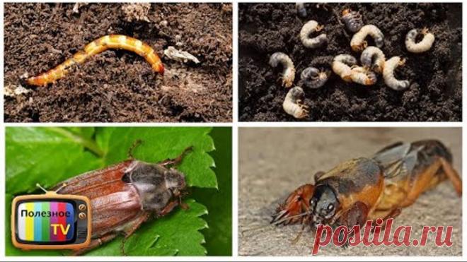 Все почвенные вредители погибнут в момент! Просто пролейте этим грядки