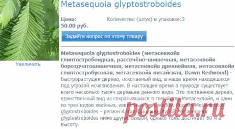 Metasequoia glyptostroboides - Интернет-магазин семян &quot;Каудекс&quot; - Адениум в Самаре
