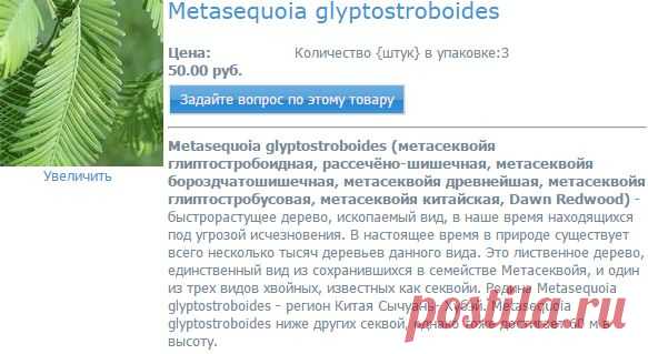 Metasequoia glyptostroboides - Интернет-магазин семян "Каудекс" - Адениум в Самаре