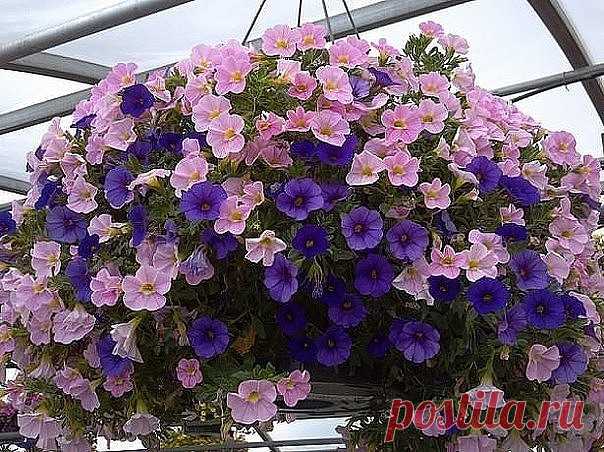 (3) Одноклассники