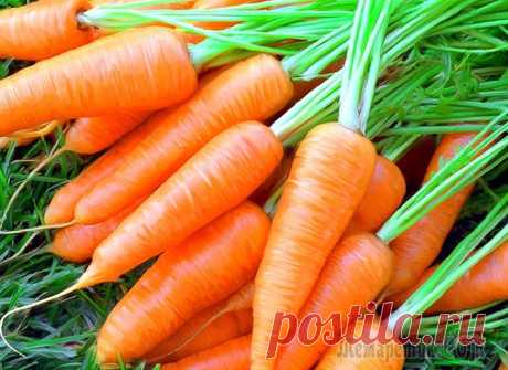 Вырежите и сохраните: топ-10 самых полезных продуктов