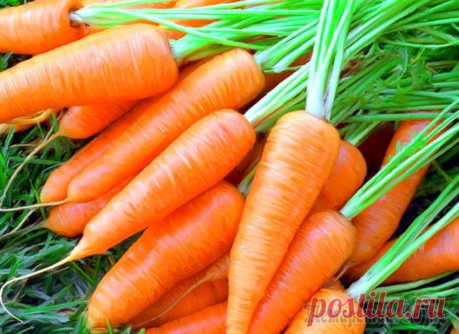 Вырежите и сохраните: топ-10 самых полезных продуктов