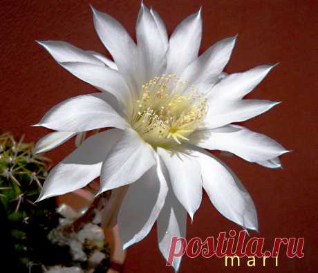 echinopsis dobeana Primera flor de este echinpsis dobeana. Enorme y blanquìsima!!!!!!!