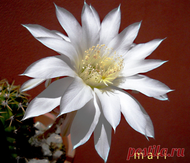 echinopsis dobeana Primera flor de este echinpsis dobeana. Enorme y blanquìsima!!!!!!!