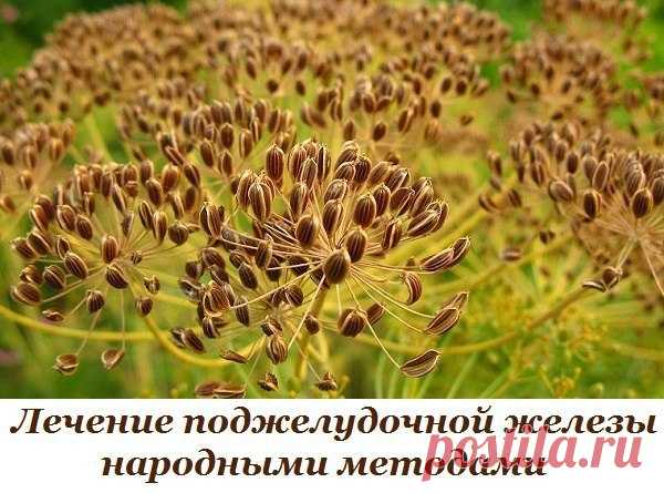 Лечение поджелудочной железы народными методами. То, чего не расскажет ни один врач!

Поджелудочная железа — один из важных внутренних органов человеческого тела, который отвечает за наше пищеварение. Сбой в работе поджелудочной чреват осложнениями и целым рядом заболеваний, таких как панкреатит или сахарный диабет. К счастью, есть прекрасные народные средства, которые помогают лечить этот орган не хуже лекарств. Если у тебя есть проблемы с этим важнейшим органом — наша ст...