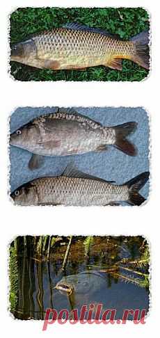 Как поймать карпа? Секреты рыболовства. | SilverPike.ru