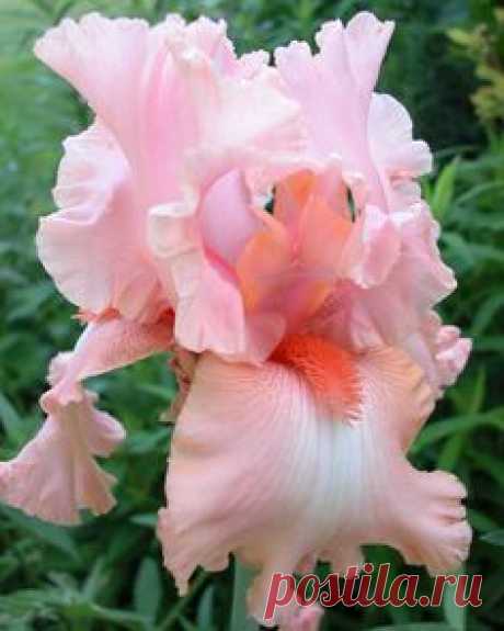 Iris 'Pink Bubbles'