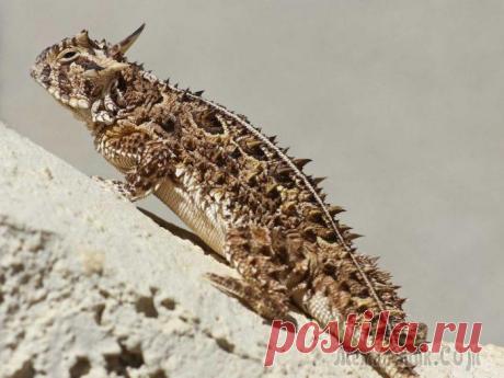 12 самых противных животных в мире