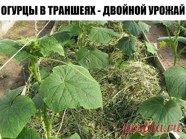 (61) Одноклассники