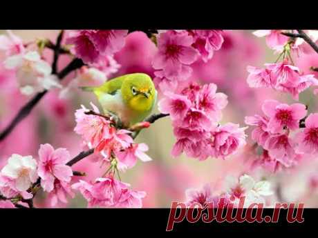 Нежная музыка, успокаивает нервную систему и радует душу - лечебная музыка для сердца и сосудов #17