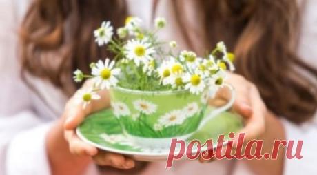 Ромашковый чай продлевает жизнь женщин - Полезные советы на все случаи жизни