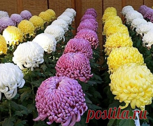 Хризантемы: посадка, выращивание, уход.