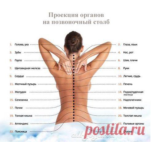 Проекция органов на позвоночник