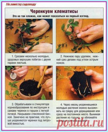 (19) Одноклассники