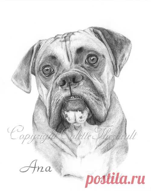 Боксер портретный рисунок-портреты домашних животных рисунок на заказ графитовый карандаш портреты домашних животных-памятный подарок питомцу