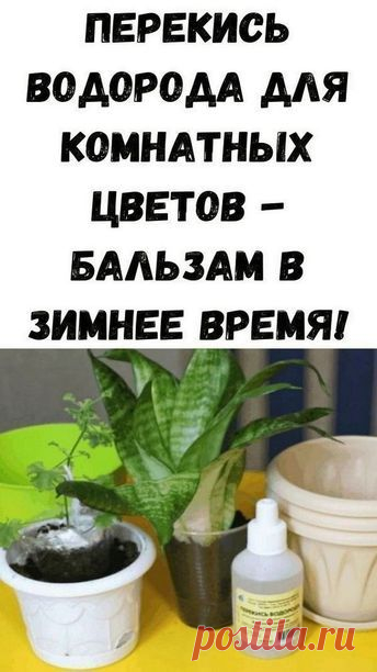 01.01.2023 - ! Комнатные растения способны украсить любой интерьер. Без них наши жилища уже не будут столь уютными и милыми. Но лишь в том случае, если комнатные растения здоровы и хорошо себя чувствуют: тогда они выглядят прекрасно и радуют глаз зеленью и шикарными цветами. Но если ваше комнатное растение стало вялым, если у него …