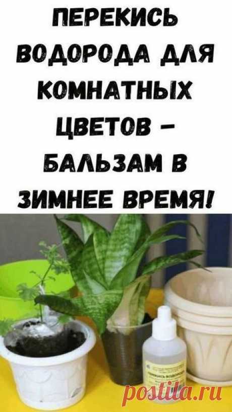 01.01.2023 - ! Комнатные растения способны украсить любой интерьер. Без них наши жилища уже не будут столь уютными и милыми. Но лишь в том случае, если комнатные растения здоровы и хорошо себя чувствуют: тогда они выглядят прекрасно и радуют глаз зеленью и шикарными цветами. Но если ваше комнатное растение стало вялым, если у него …