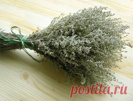 Горько, но не грустно &quot;Царь-трава&quot; (полынь) «Полынь убивает всю простейшую и гноеродную инфекцию в организме». Полынь у любого натуропата на первом месте. а некоторые лечат ею почти все болезни. Кроме того, известно, что это самая горькая трава. Тем не менее можно употреблять её вместо леденцов. Как это делается: * Рецепт №1. - 1 ст. ложку сухой полыни ошпарить кипятком 2 раза, слить через ситечко воду и поставить в красивом блюдечке на самое видное в кухне место. - После каждой еды…