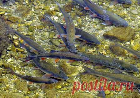 Ловля на поплавочную удочку усача и по / Богатая добыча