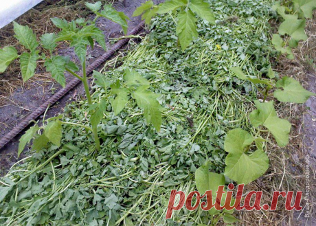 Тебе надо, ты и копай или Сезон великих открытий | Дачный участок