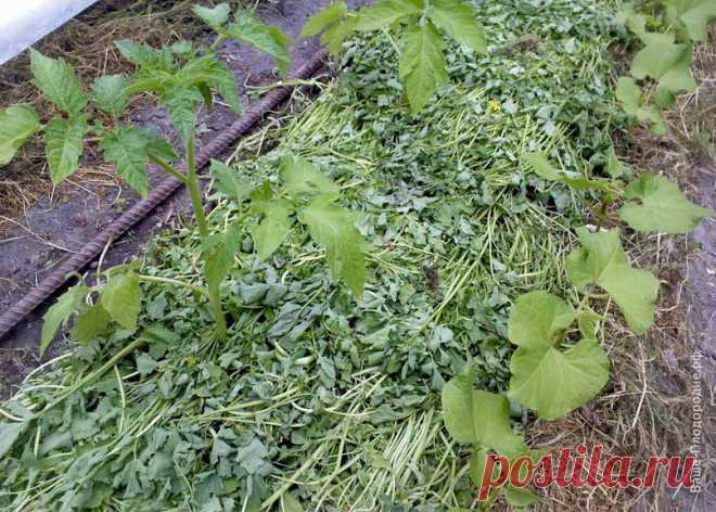 Тебе надо, ты и копай или Сезон великих открытий | Дачный участок