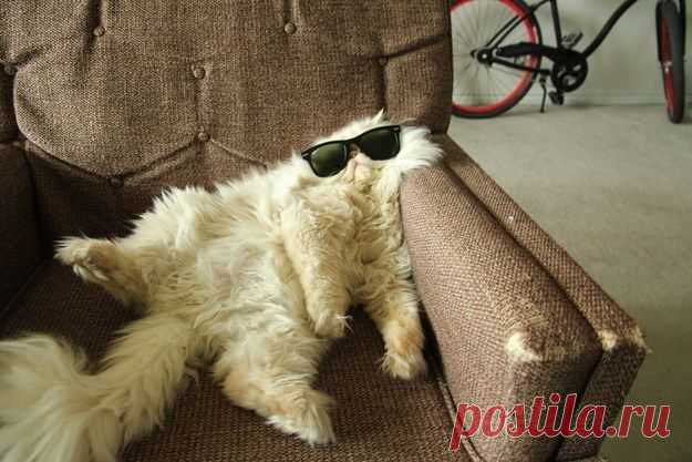 20 доказательств того, что кошка худший сосед по комнате / Питомцы