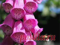 Наперстянка