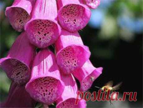 Наперстянка