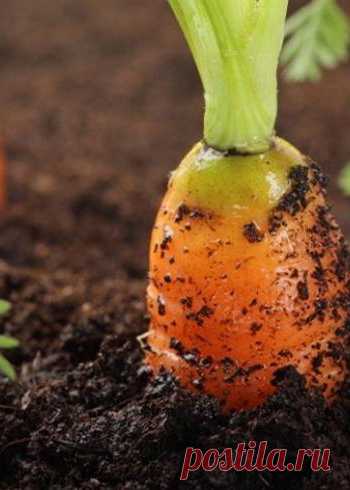 3 главных вопроса о зеленой моркови, или Почему морковь горькая