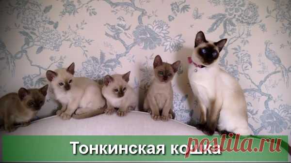 Тонкинская порода кошек - окрасы, описание с фото и видео