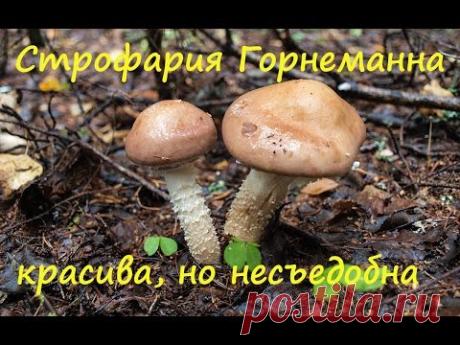 Красива, но несъедобна. Строфария Хорнеманна - Stropharia Hornemannii - YouTube