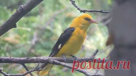 Иволга поет...это наивысшее наслаждение слышать такие звуки!