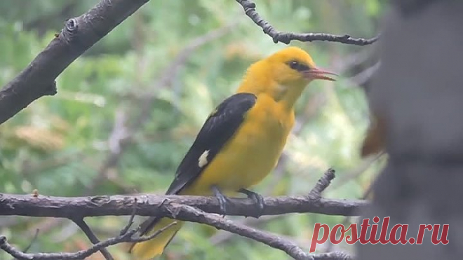 Иволга поет...это наивысшее наслаждение слышать такие звуки!