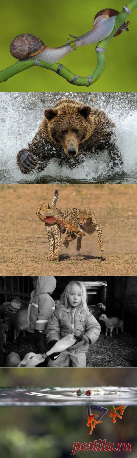 Финалисты фотоконкурса от журнала Smithsonian.