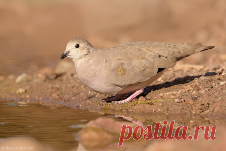 Сем. Голубиные (Columbidae)
Золотопятнистая земляная горлица (Metriopelia aymara)