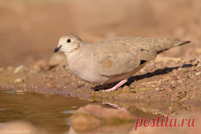 Сем. Голубиные (Columbidae)
Золотопятнистая земляная горлица (Metriopelia aymara)